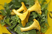Salad leaves with chanterelles and herbs (detail)
