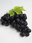 Black grapes with leaf and drops of water