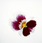 Eine rot-weiße Orchideenblüte