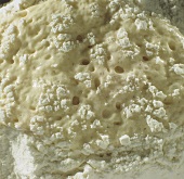 Making pizza dough: flour with yeast and water showing cracks