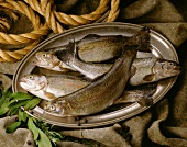 Fresh trout on a silver salver