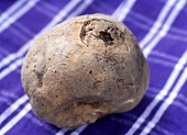 White truffle from Alba on a blue and white checked cloth