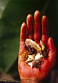 Exotic spices in a hand