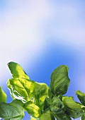 Fresh basil against a blue sky