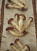 Pilze mit braunen Kappen auf Papier