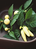 Yellow peperoncini (chili peppers, Holiday Cheer & New Holland)