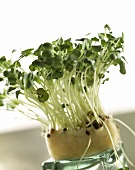 Cress with sprouts