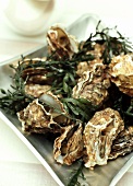 Frische Austern mit Seetang auf quadratischem Teller
