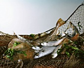 Various fresh saltwater fish in a net