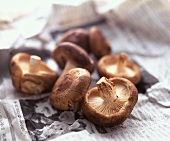 Shiitake mushrooms on a Japanese newspaper