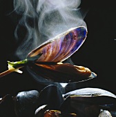 Steaming mussels in white wine