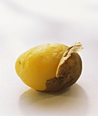 Gekochte Kartoffel, halb geschält