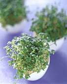 Cress growing in egg shells as Easter decoration
