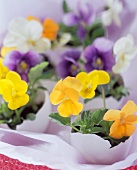 Halved egg shells with pansies as Easter decoration