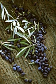 Schwarze Oliven, frisch geerntet