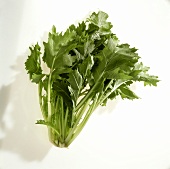 Swiss chard on white background