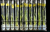 In vitro cultures of cereals in test-tubes