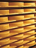 Allgau alpine cheese in maturing cellar