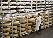 Dairyman taking sample of cheese in maturing room