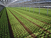 Lettuce growing in greenhouse