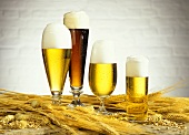 Helles und dunkles Bier in Gläsern; Gerste; Hopfen