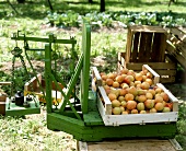 Wachauer Marille apricots in crates on scales