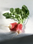 Two radishes with leaves on fabric background