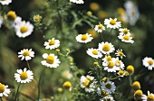 Camomile flowers in the open air
