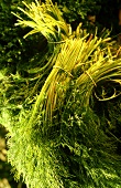 Fresh dill in several bunches