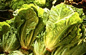 Romaine lettuce at the market