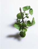 A Sprig of Watercress