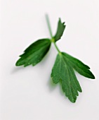 A sprig of lovage