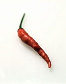 A chili pepper