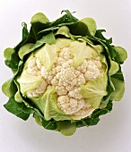 A cauliflower on white background