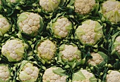 Many cauliflowers (filling the picture)