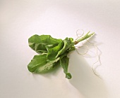 A bunch of sorrel on white background