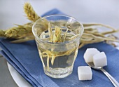 Greek mountain tea in a glass; sugar cube on spoon