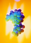 Grapes with coloured lighting