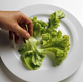 Laying washed lettuce leaves on plate