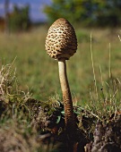 Parasol mushroom in a meadow