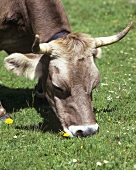 Kuh frisst Gras auf einer Wiese