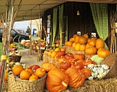 Pumpkins for sale at farm