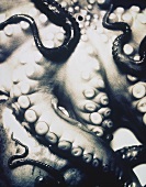 Octopus arms (filling the picture)