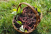 Elderberries in basket on grass