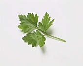 Flat-leaved Parsley