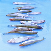 Several fresh smelt