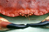 Common edible Crab