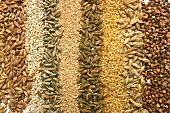 Various types of cereals, arranged in strips