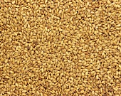 Linseed (filling the picture)
