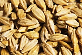 Grains of barley (close-up)